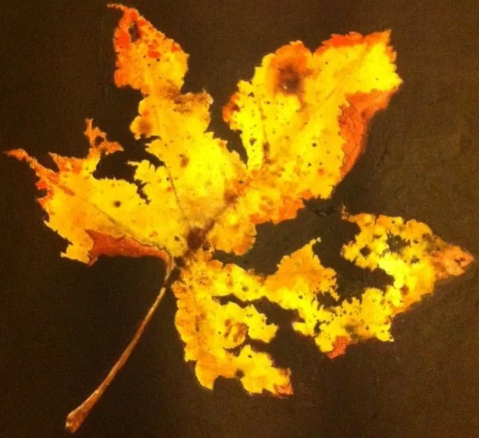 These Detailed Paintings Of Trees And Leaves Focus On Damage, Imperfection And Fragility.