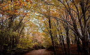 I Take Pictures Of The Forests In Istanbul