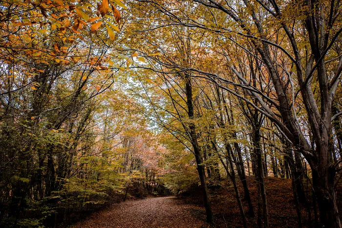 I Take Pictures Of The Forests In Istanbul