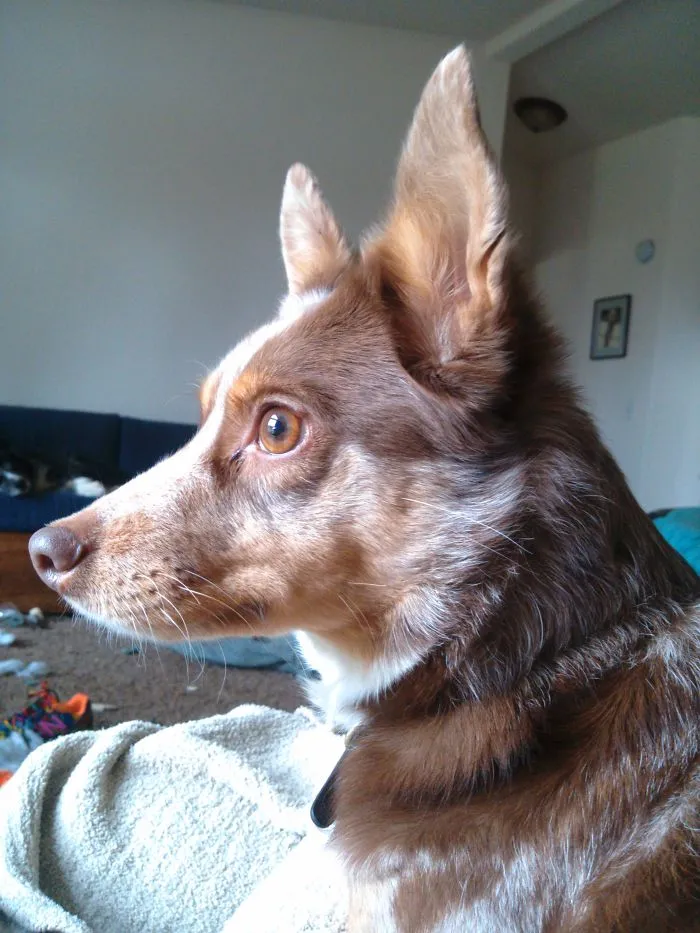 Close-up of a dog with large ears indoors, illustrating people sharing the names they now call their pets.