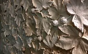 Leaves