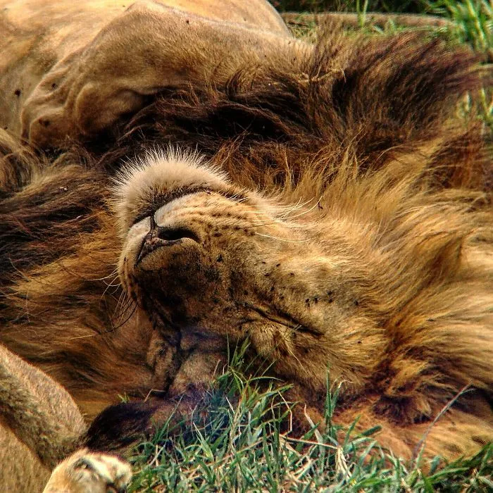 I Went On A Safari And Only Used My Smartphone To Take These Pictures