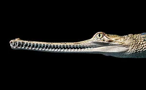 Photographer Spends 2 Years Photographing Animals That May Soon Be Extinct, And It Breaks Our Hearts