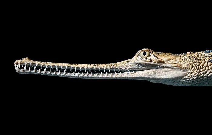 Indian Gharial