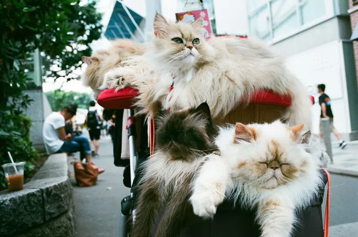 Japan In 35mm  Film