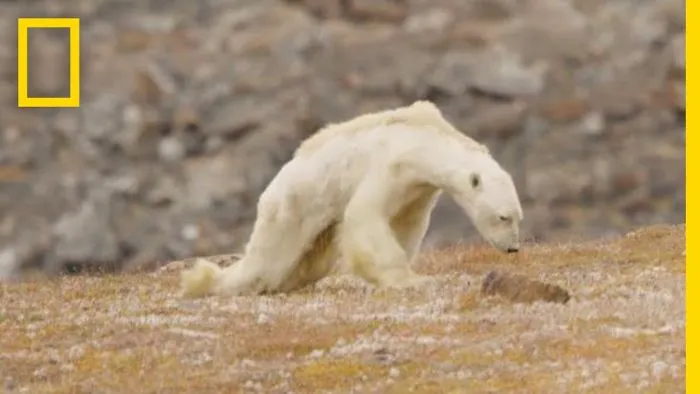Video In Which Skeletal Polar Bear Seeks Food Will Make You Cry