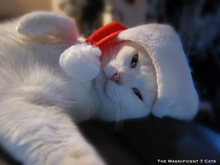Happy Christmas From Junior