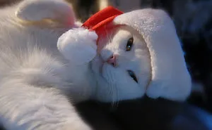 Happy Christmas From Junior