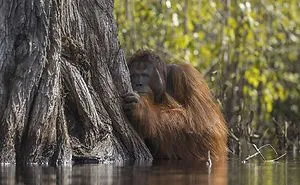 National Geographic Nature Photographer Of The Year Contest 2017