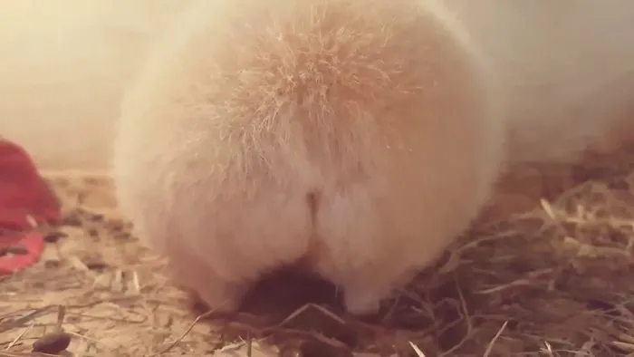 My Guinea Pig Has The Most Fluffy Butt In The World