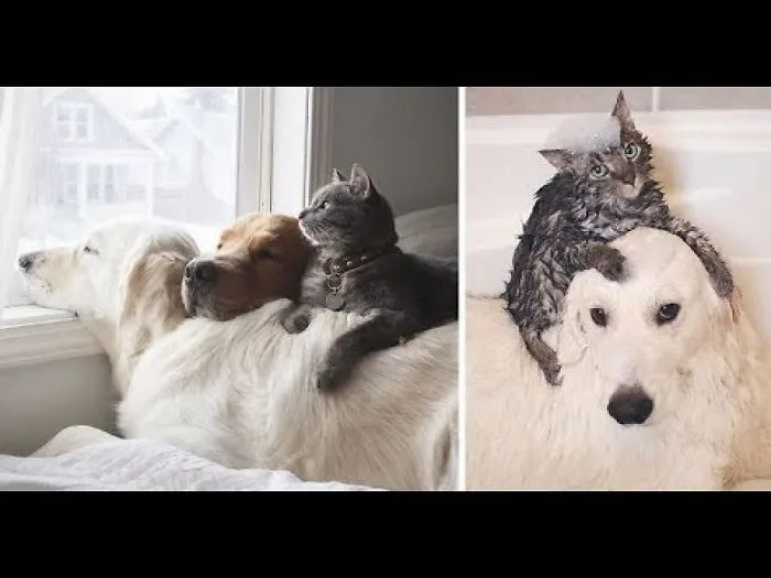 Meet Three Best Friends  Two Dogs And A Cat Who Love Doing Everything Together