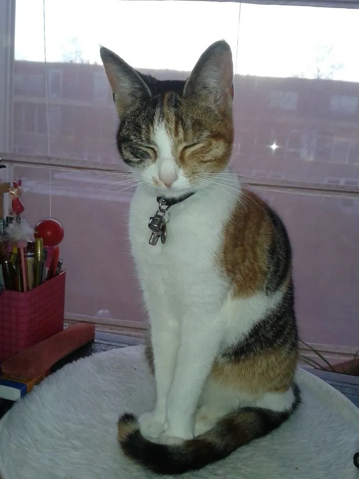 Calico cat sitting on a soft white surface with eyes closed, showing pet names people now call their pets instead.