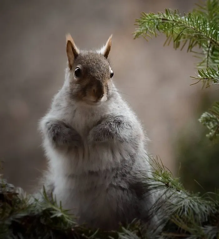 Nature Strike's A Pose