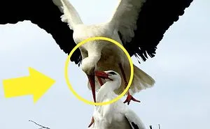 Injured Stork Can’t Migrate – Her Soulmate Flies Thousands Of Miles Every Year Just For Her