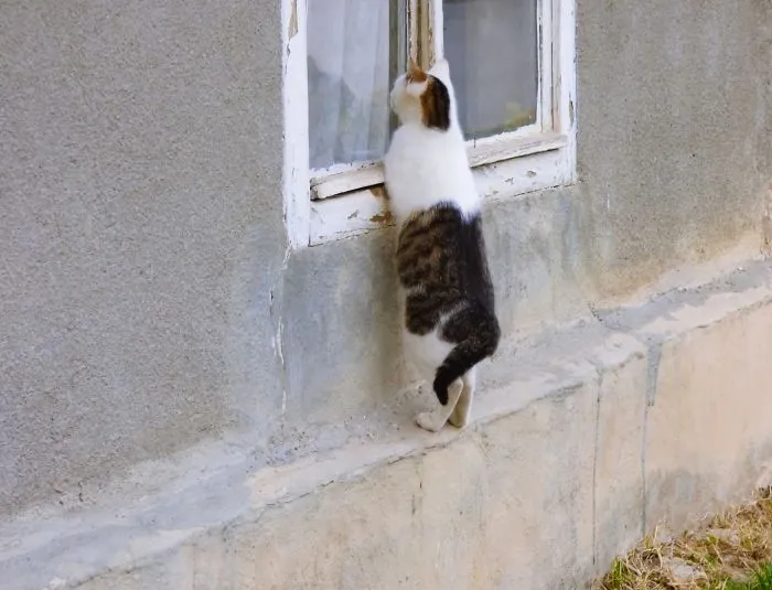 I Knew My Wife Is Having An Affair, But I Haven`t Had The Slightest Idea It Was With My Brother! They Are Inside In The Moment, Cuddling Up And I Am Spying Them Through The Window. I Wish It Has Never Happened …
