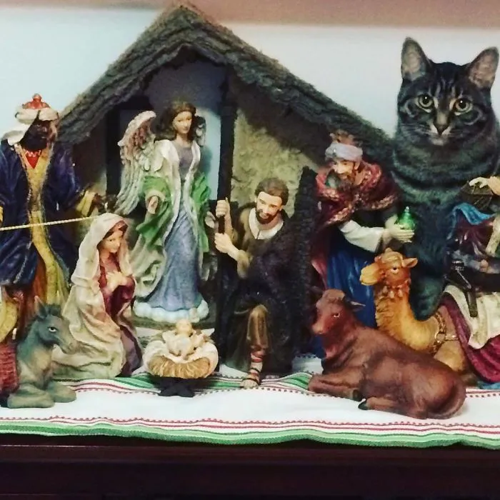 Come They Told Him Meow Meow Meow. Zara Has Come To Pay Her Respects To The New Born King
