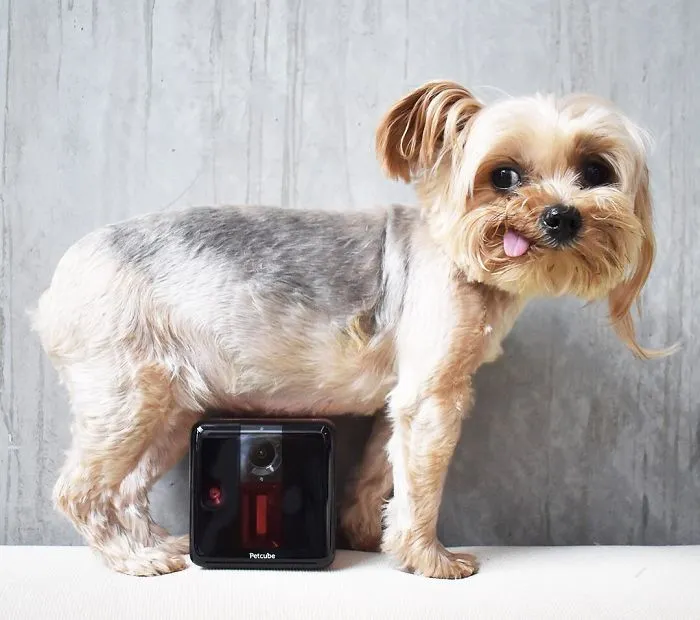 Don't Tell My Dad Shhh* But I Found A Way To Hide From Dad Who's Spying On Me With Petcube