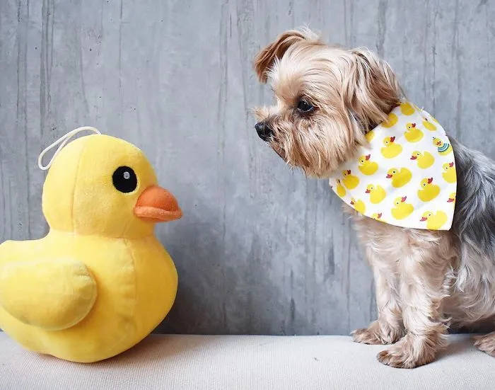 When I, The Staring Contest Champion, Was Dethroned... By A Duck!