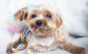 We Rescued A Puppy From Hong Kong Puppy Mill In A Very Bad State And Turned Her Life Around