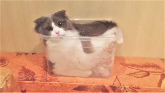 Funny Cats And Dogs (Compilation For 5 Minutes)