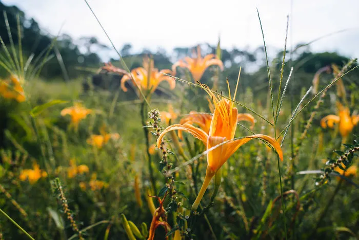 Tiger Lillie In Maokong