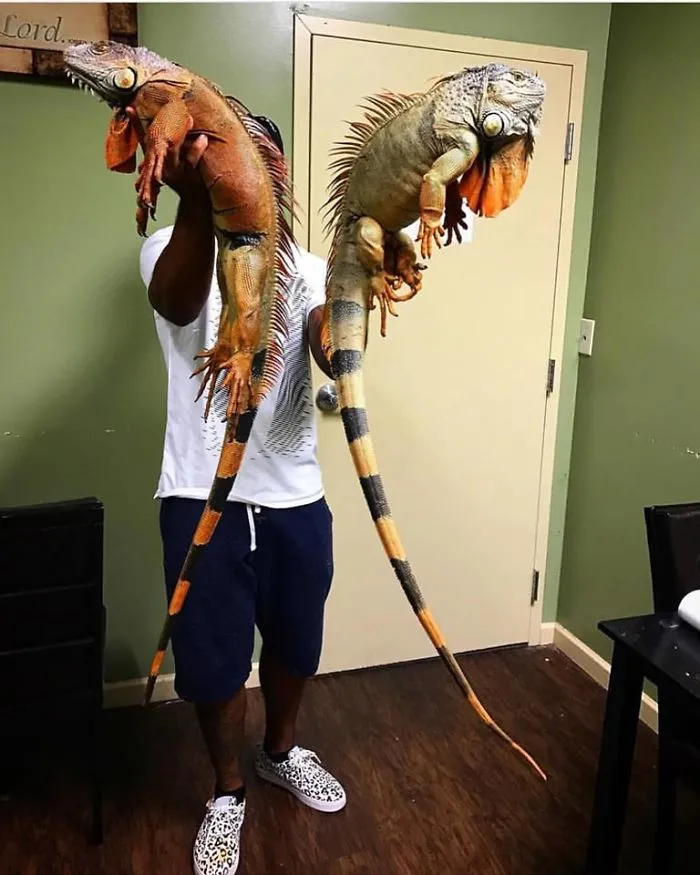 This Exotic Animal Specialist Is The Real-Life Tarzan
