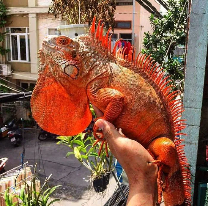 This Exotic Animal Specialist Is The Real-Life Tarzan