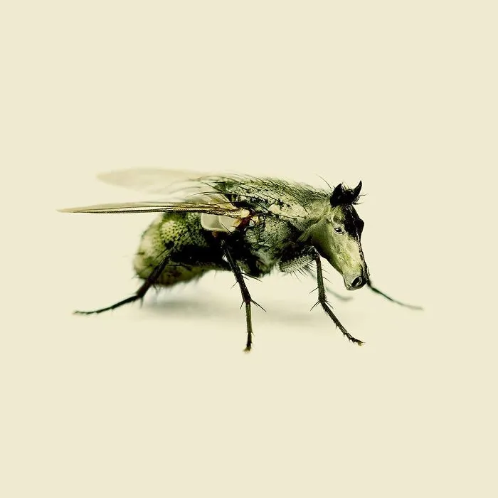 This Artist Combines Unexpected Objects Into Mind-Boggling Images