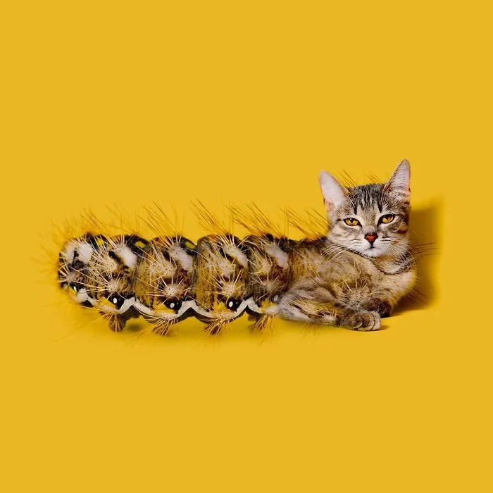 This Artist Combines Unexpected Objects Into Mind-Boggling Images