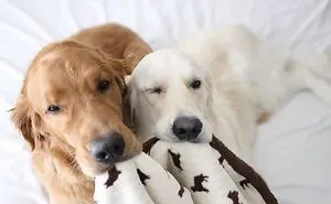 Meet Three Best Friends - Two Dogs And A Cat Who Love Doing Everything Together