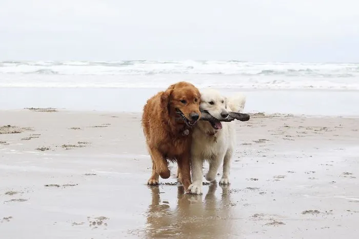 Meet Three Best Friends - Two Dogs And A Cat Who Love Doing Everything Together