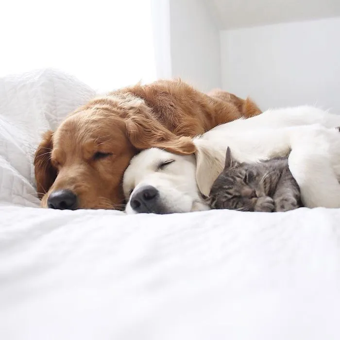 Meet Three Best Friends - Two Dogs And A Cat Who Love Doing Everything Together