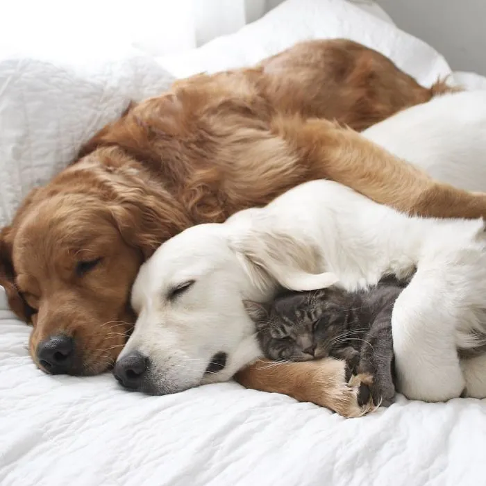 Meet Three Best Friends - Two Dogs And A Cat Who Love Doing Everything Together
