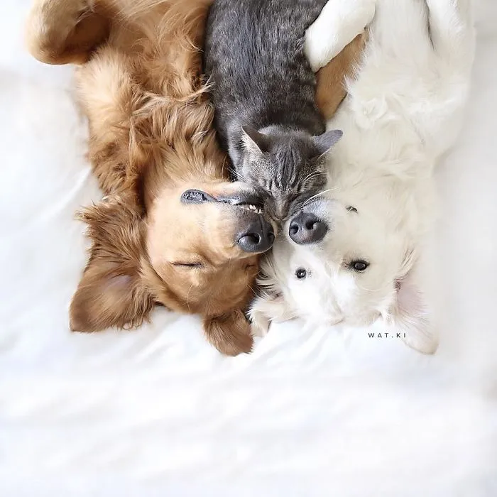 Meet Three Best Friends - Two Dogs And A Cat Who Love Doing Everything Together