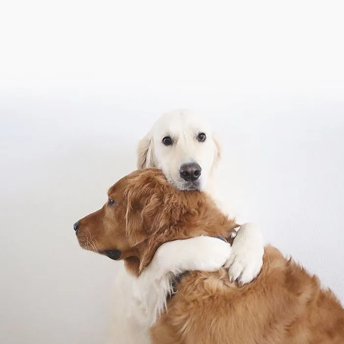 Meet Three Best Friends - Two Dogs And A Cat Who Love Doing Everything Together