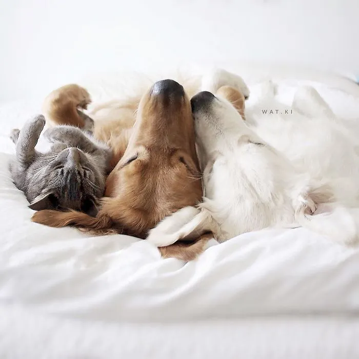 Meet Three Best Friends - Two Dogs And A Cat Who Love Doing Everything Together