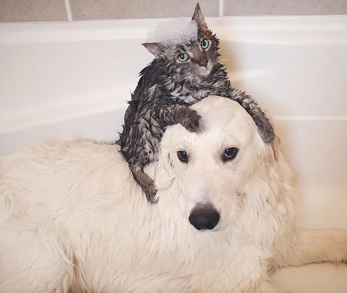 Meet Three Best Friends - Two Dogs And A Cat Who Love Doing Everything Together
