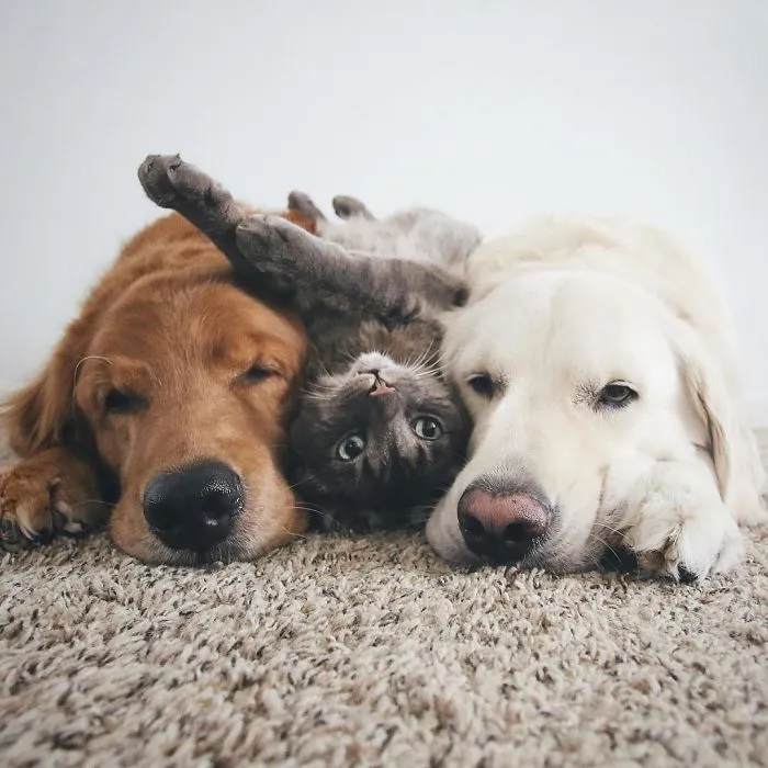 Meet Three Best Friends - Two Dogs And A Cat Who Love Doing Everything Together