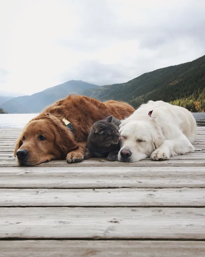Meet Three Best Friends - Two Dogs And A Cat Who Love Doing Everything Together