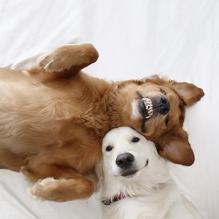 Meet Three Best Friends - Two Dogs And A Cat Who Love Doing Everything Together