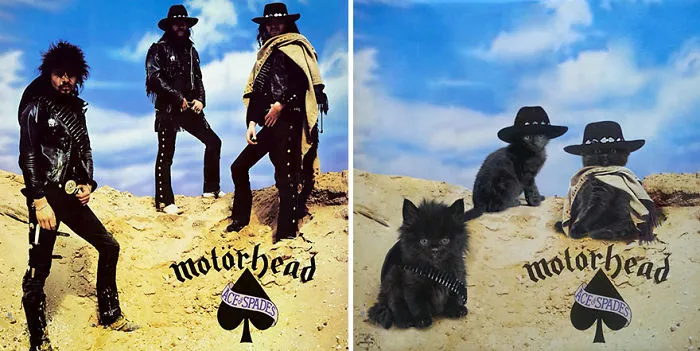Someone Is Replacing Musicians With Cats In Famous Album Covers, And Result Is Better Than Original