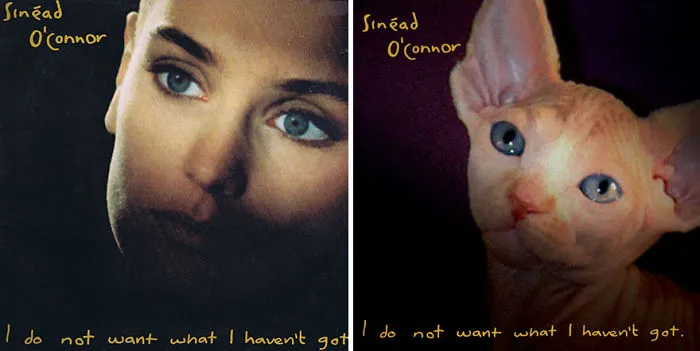 Someone Is Replacing Musicians With Cats In Famous Album Covers, And Result Is Better Than Original