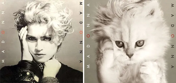 Someone Is Replacing Musicians With Cats In Famous Album Covers, And Result Is Better Than Original