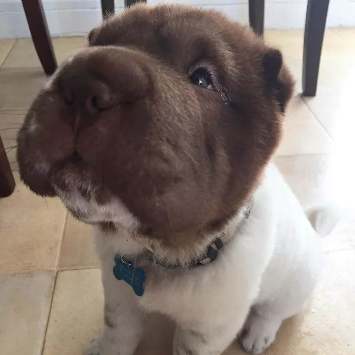 What Are You Eating? Can I Haz It, Can I Haz It Pleeaaaseeee