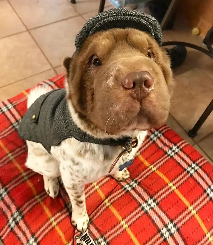 Detective Boelock Holmes Here, Investigating The Case Of The Stolen Thanksgiving Leftovers