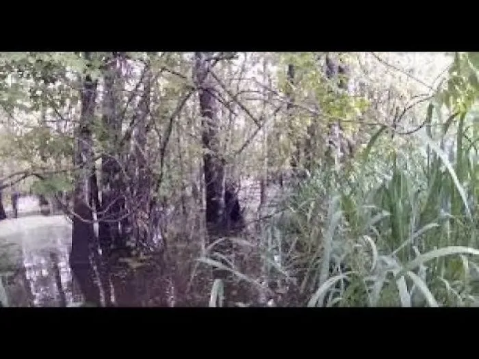 A Bird Watcher Was In A Louisiana Swamp When He Spotted This Creature Crying Wretchedly In A Tree