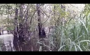 A Bird Watcher Was In A Louisiana Swamp When He Spotted This Creature Crying Wretchedly In A Tree