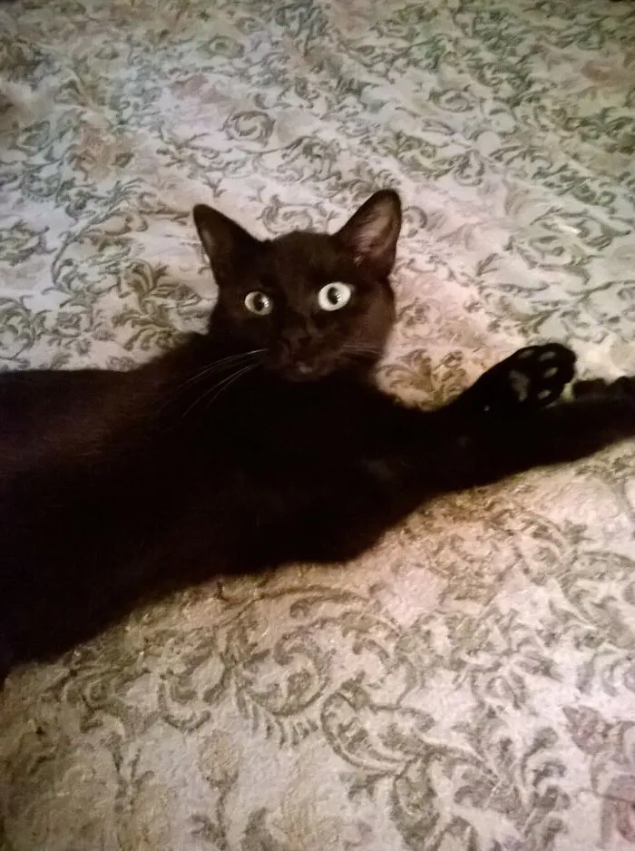 Black cat lying on patterned bedspread, illustrating pet names people now call their pets instead of original ones.