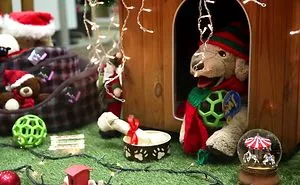 This Christmas Video Starring My Dogs Will Make You Believe In Miracles!