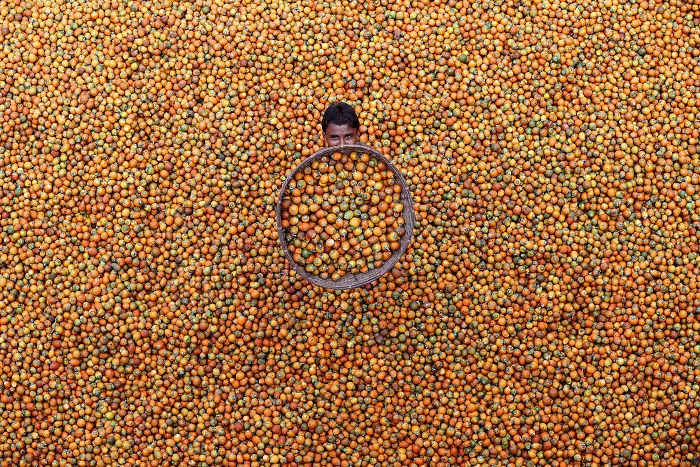 Nuez De Areca, M. Yousuf Tushar (Mención De Honor En Color En General)